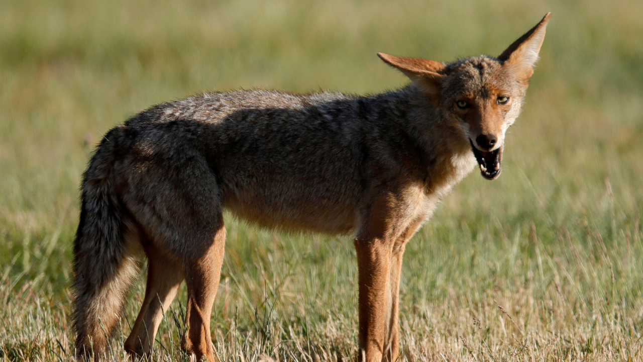 South Carolina man saves dog by wrestling with coyote