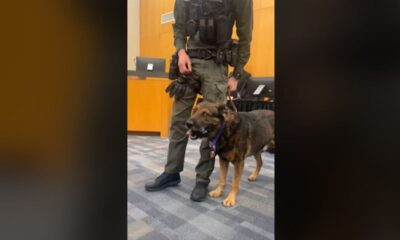 Texas K9 is awarded Purple Heart after surviving officer-involved shooting: 'Bravery and purpose'