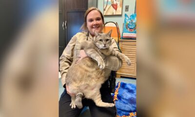 28-pound cat rescued by animal shelter goes viral before finding forever home
