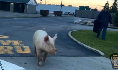 WATCH: Ohio state troopers catch loose pig at McDonald's drive-thru