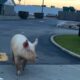 WATCH: Ohio state troopers catch loose pig at McDonald's drive-thru