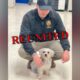 Missing dog reunited with owner after solo adventure on New Jersey transit train
