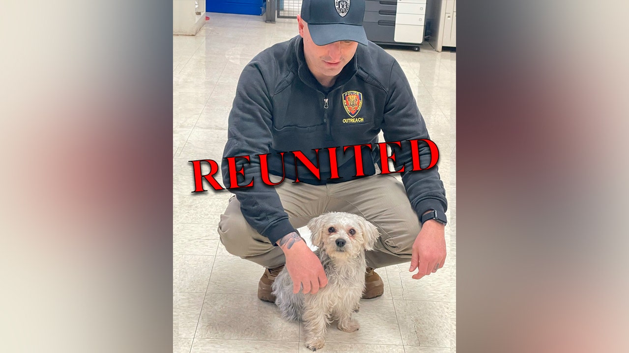 Missing dog reunited with owner after solo adventure on New Jersey transit train