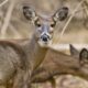 Pennsylvania man convicted of using drone to help hunters find deer carcasses