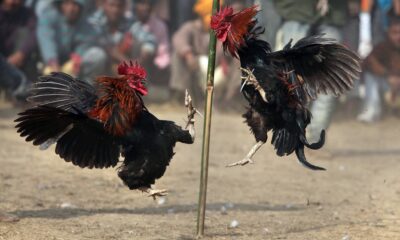 Texas authorities say nearly three dozen roosters seized at illegal cockfighting event