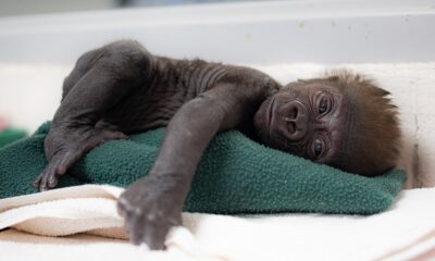 Texas zoo welcomes third gorilla in 115 years after doctors perform emergency delivery: 'An honor'