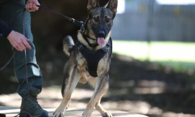 Florida K-9 dies after being shot while protecting deputies from ‘armed criminal’: sheriff