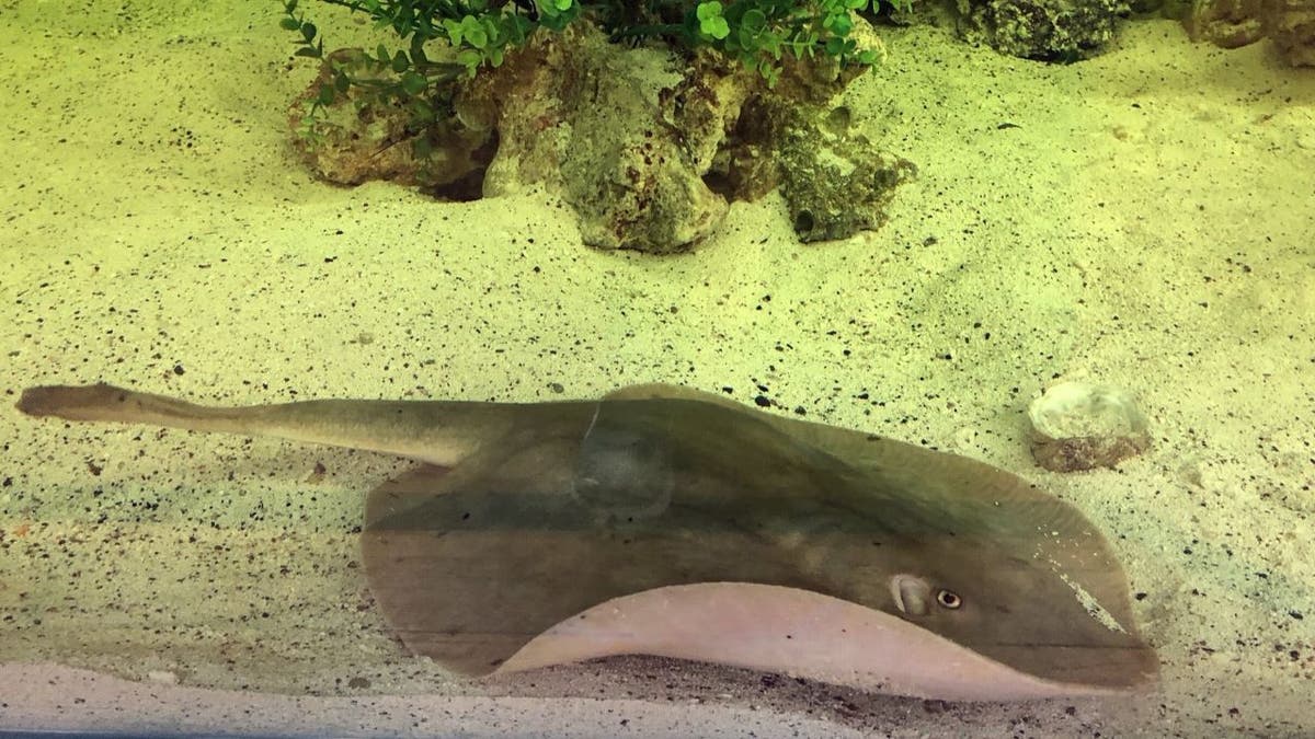 Charlotte the stingray at the bottom of a fish tank