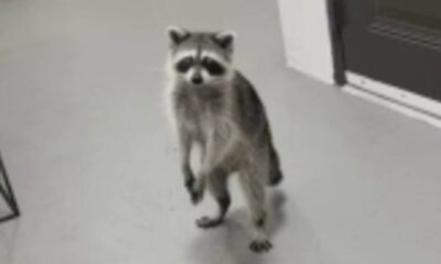 Raccoons swipe Florida woman's DoorDash taco order from her porch