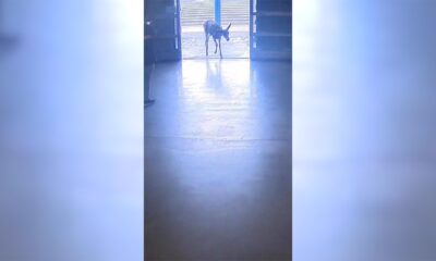 Wild deer runs loose inside California Sam's Club, video shows