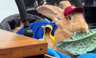 California 30-pound bunny rescued from slaughterhouse, is now a therapy animal at hospitals, airports