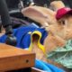 California 30-pound bunny rescued from slaughterhouse, is now a therapy animal at hospitals, airports