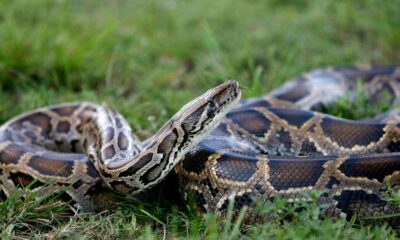 New York man who smuggled pythons into the US by hiding them in his pants sentenced to probation, fined k