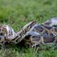 New York man who smuggled pythons into the US by hiding them in his pants sentenced to probation, fined k
