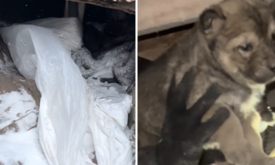 Puppies found in freezing cold under abandoned house are rescued by good Samaritans