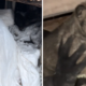 Puppies found in freezing cold under abandoned house are rescued by good Samaritans