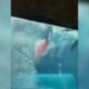 Video shows moments after boy, 10, attacked by shark during tank expedition at Bahamas resort