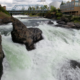 Thousands of fish found dead in Spokane River. No one knows why