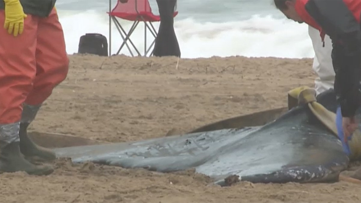 Virginia Beach whale tail