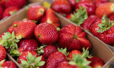 Kentucky 8-year-old dies after eating strawberries from school fundraiser