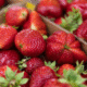 Kentucky 8-year-old dies after eating strawberries from school fundraiser