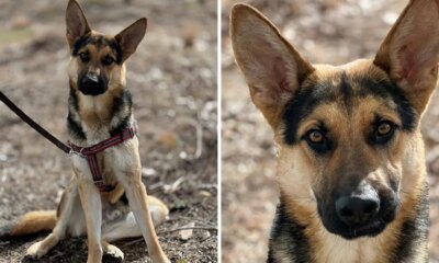 German shepherd looking for quiet home with big yard after Texas rescue: Meet Dale