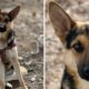 German shepherd looking for quiet home with big yard after Texas rescue: Meet Dale