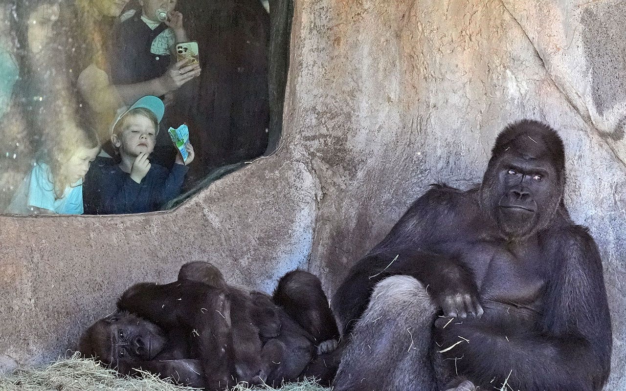 Researchers to observe animal behavior at Texas zoo during upcoming solar eclipse
