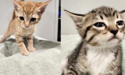 Adorable kittens, named Mitch and Marcus, 'brazenly' stolen from Florida animal shelter