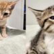 Adorable kittens, named Mitch and Marcus, 'brazenly' stolen from Florida animal shelter