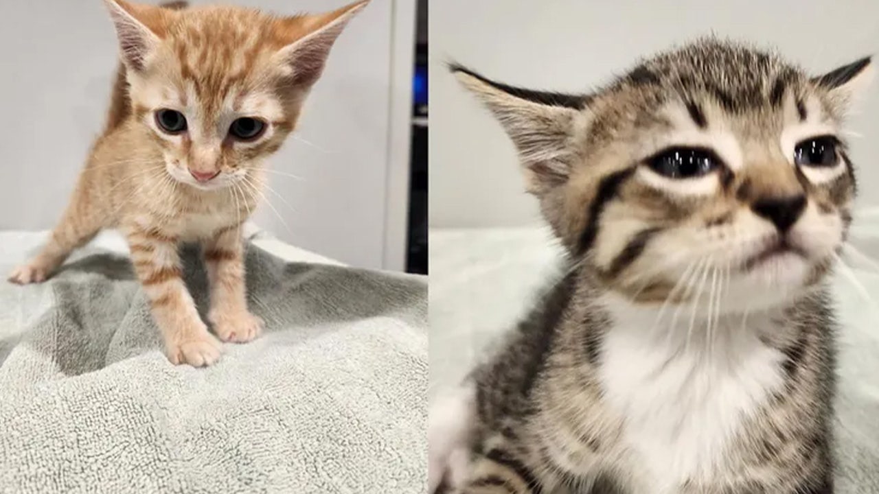 Adorable kittens, named Mitch and Marcus, 'brazenly' stolen from Florida animal shelter