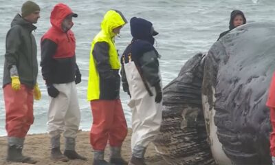 Two whales wash up in Virginia Beach within days of each other: report