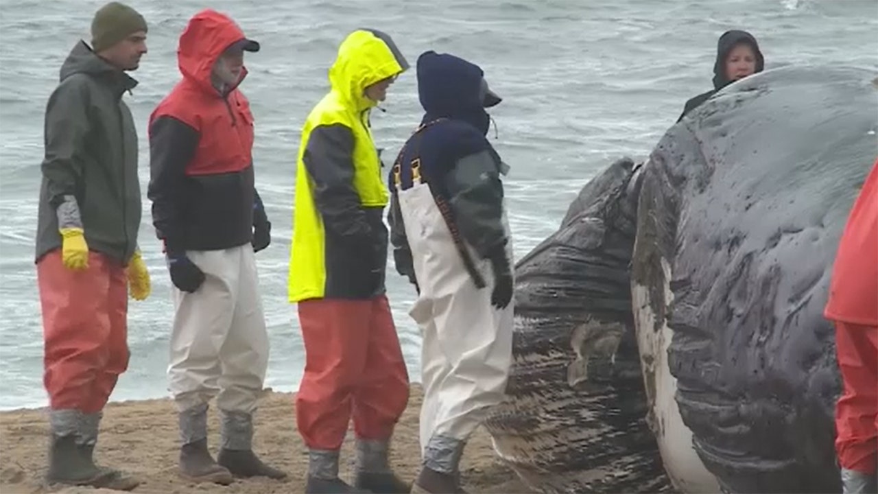 Two whales wash up in Virginia Beach within days of each other: report