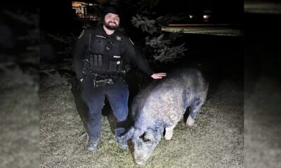 Pig named 'Kevin Bacon' goes on the run, amuses Wisconsin town