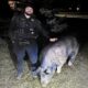 Pig named 'Kevin Bacon' goes on the run, amuses Wisconsin town