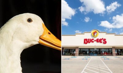 Man banned from Buc-ee's after bringing his service duck inside Tennessee store