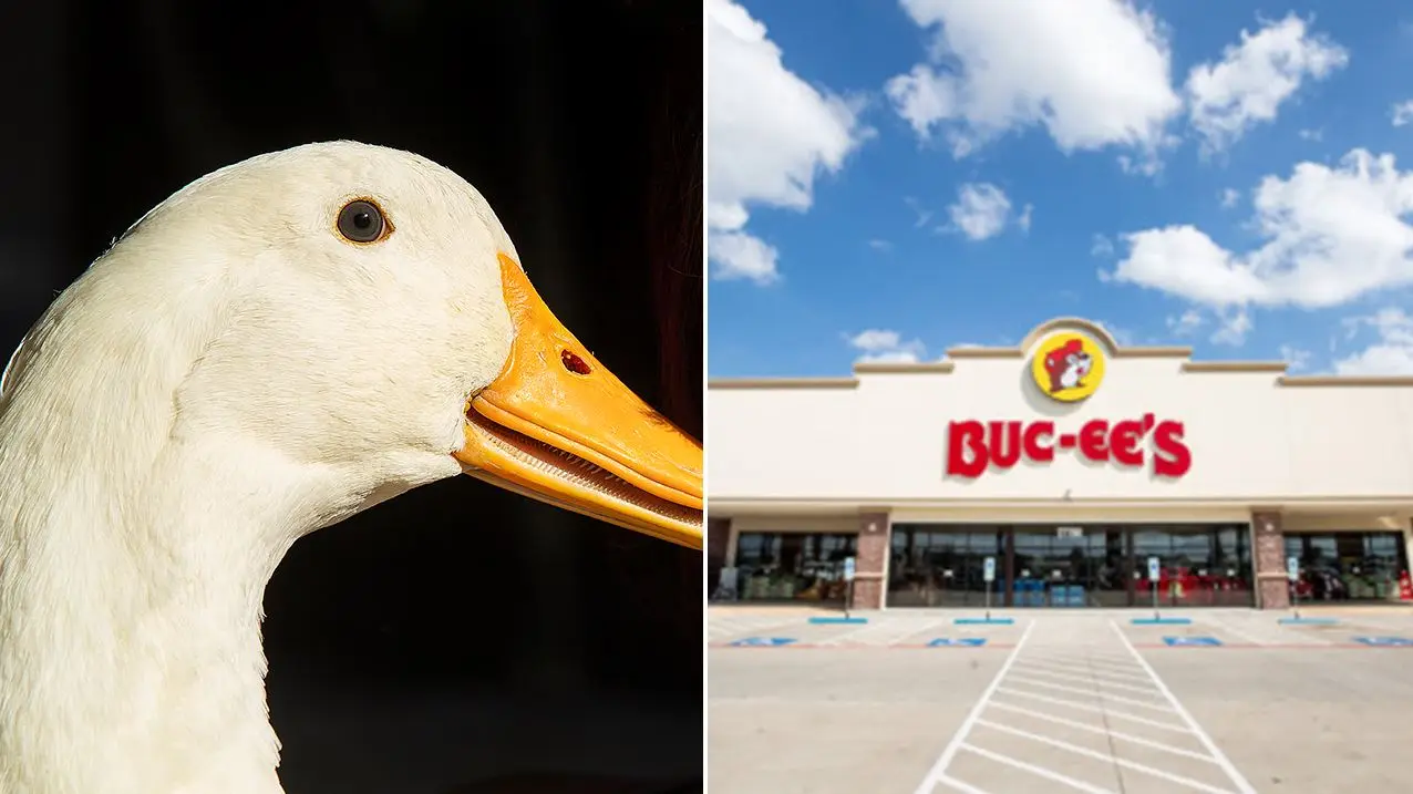 Man banned from Buc-ee's after bringing his service duck inside Tennessee store