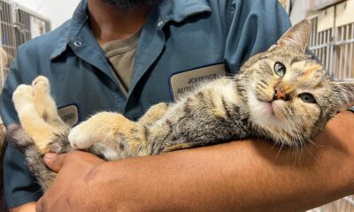 North Carolina cat named Lily rescued from junkyard moments before car crushing: 'Soft purrs'