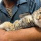 North Carolina cat named Lily rescued from junkyard moments before car crushing: 'Soft purrs'