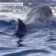 WATCH: Sharks devour 44-foot whale carcass towed out to sea after Florida beaching