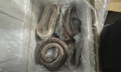 6 arrested in illegal goose intestine import scheme