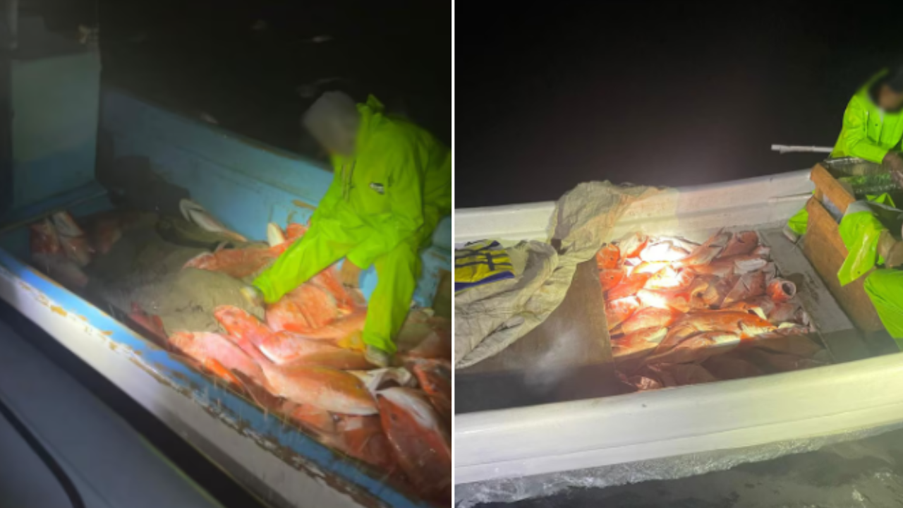 Feds seize 1,250 pounds of 'illegal fish' in Texas waters