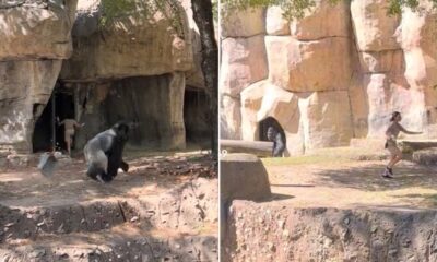 Shocking video shows zookeepers attempting to escape gorilla enclosure at Texas zoo