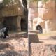 Shocking video shows zookeepers attempting to escape gorilla enclosure at Texas zoo
