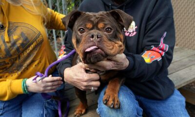 California bill aims to ban no-pet policies, animal fees at rental housing properties