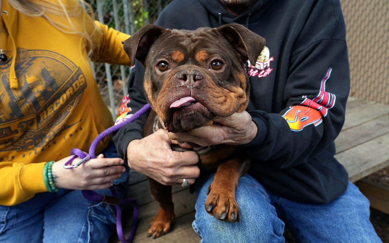 California bill aims to ban no-pet policies, animal fees at rental housing properties