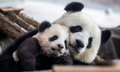San Francisco Zoo to welcome pair of pandas from China, mayor says