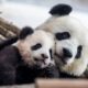 San Francisco Zoo to welcome pair of pandas from China, mayor says