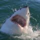California safeguard protecting beachgoers from sharks on life support, expert warns