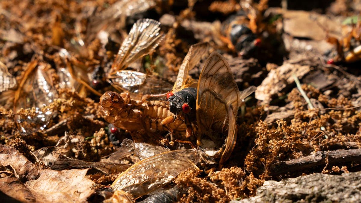 Several brood XIX cicadas crawl on the ground 